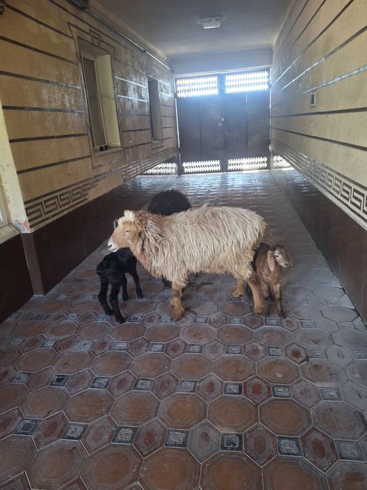 Қой қозысымен тусак