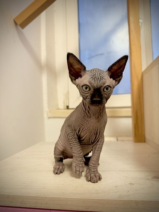 Pui sphinx foarte iubitori si jucausi