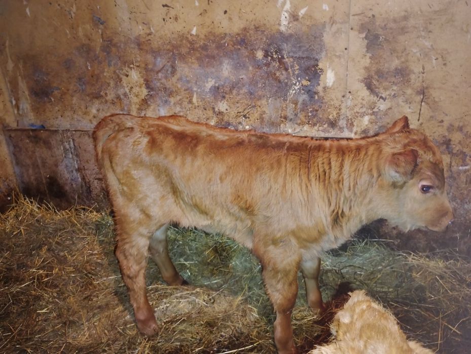 Продам 2 телочки