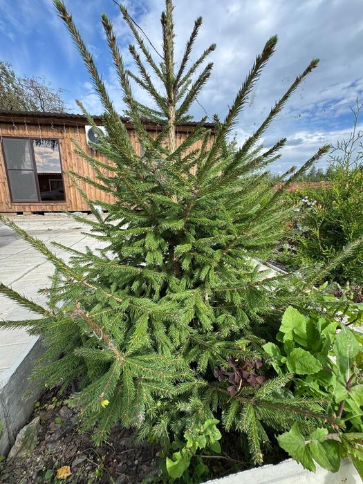 Шикарная Дача в Борках. 6 соток' баня