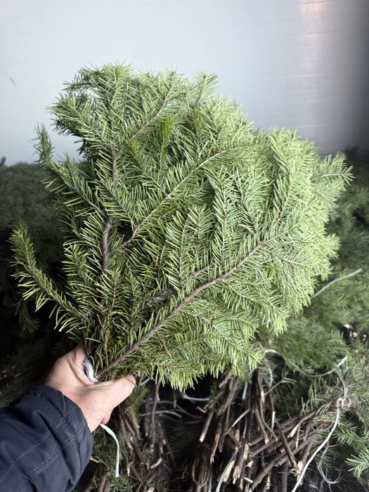 Новогодние елки сосны, ели.