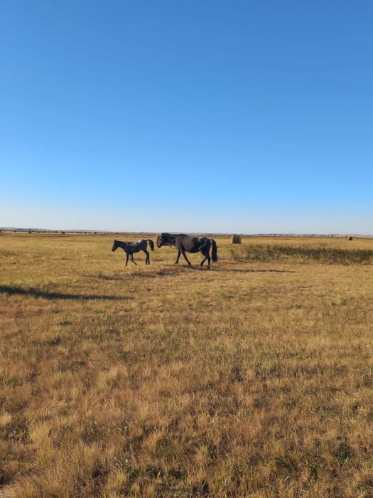 Кулынды бие сатылады 5 жасар