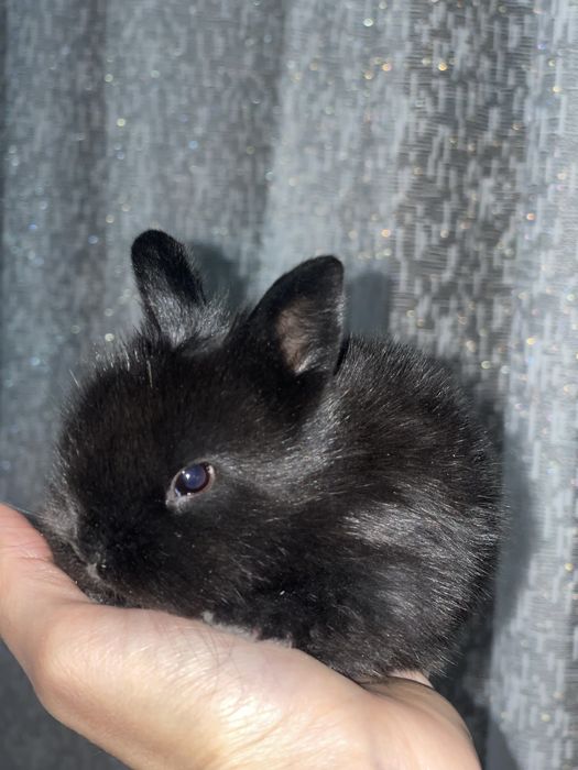 Кролики декоративные