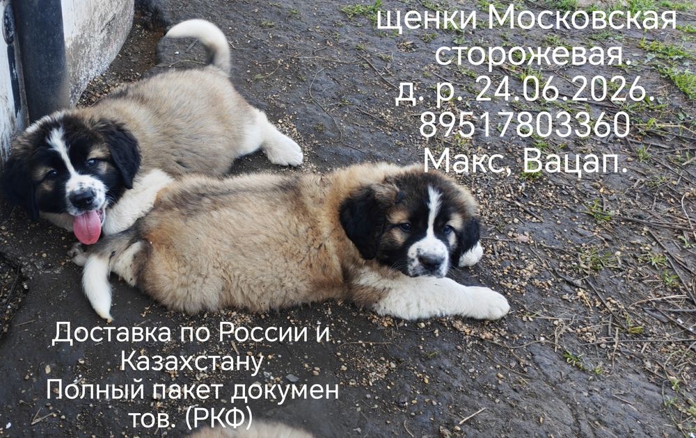 Щенки Московской сторожевой