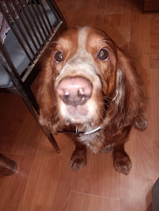 Русский спаниель ищет подругу