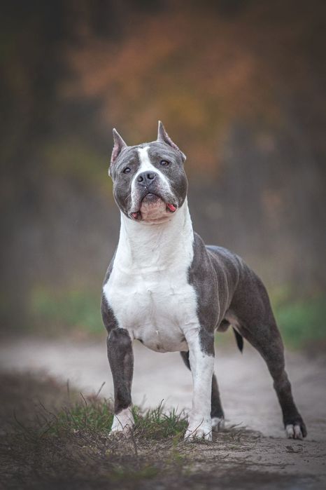 Amstaff rasă pură cu pedigree