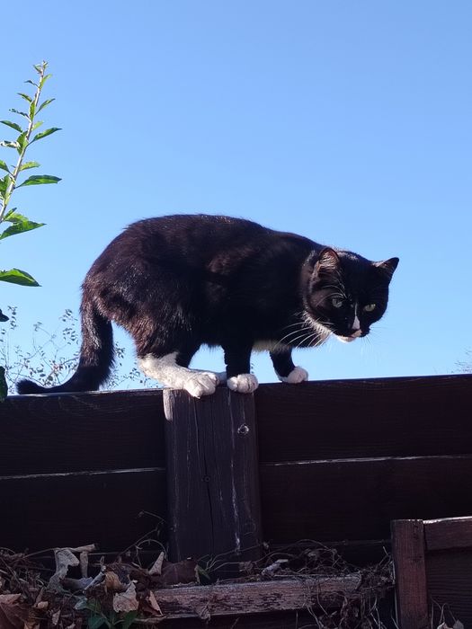 Motan pentru adoptie