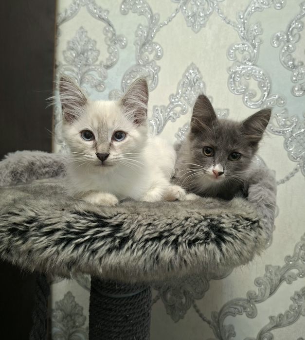 Котята хорошие руки