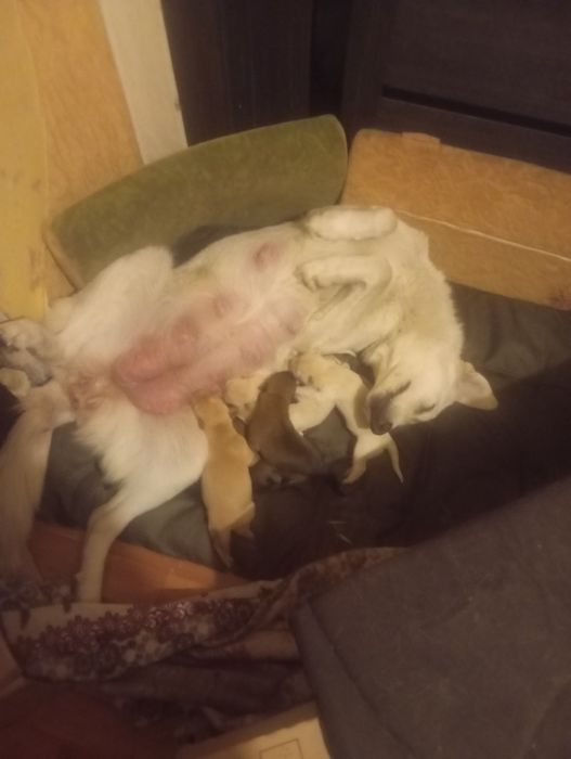 Щенки в добрые руки