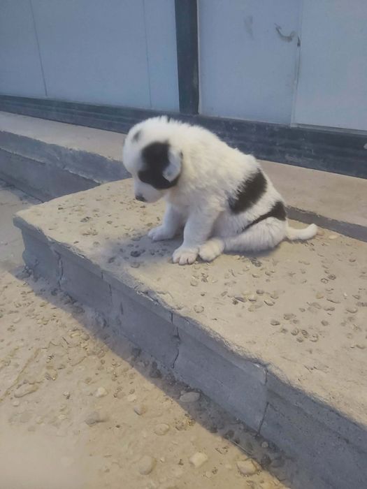 Каракачански кучанца