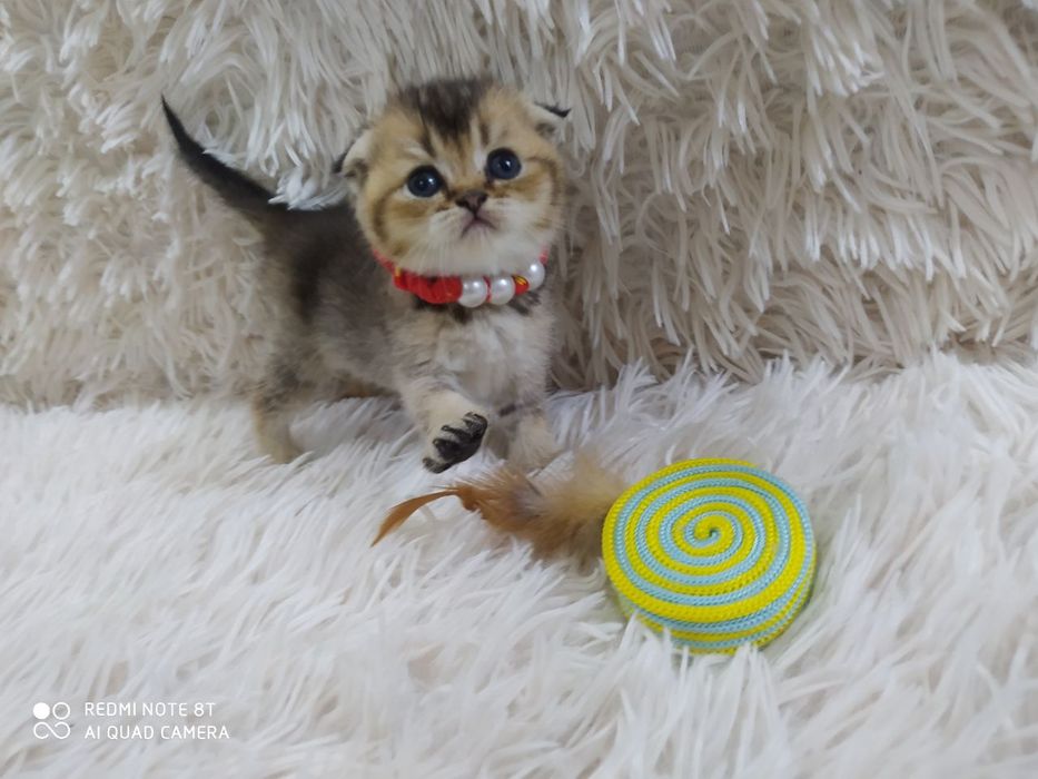 Котята готовы к переезду