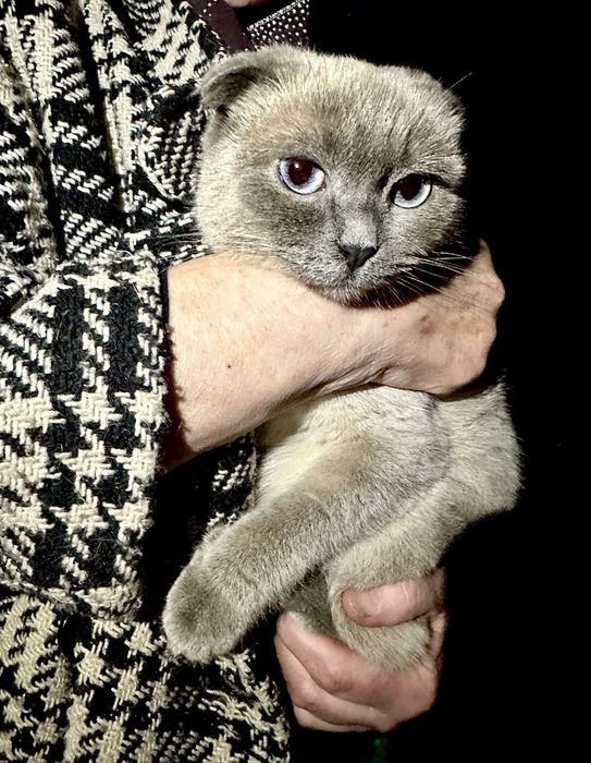 БЕСПЛАТНО, вислоухая кошечка