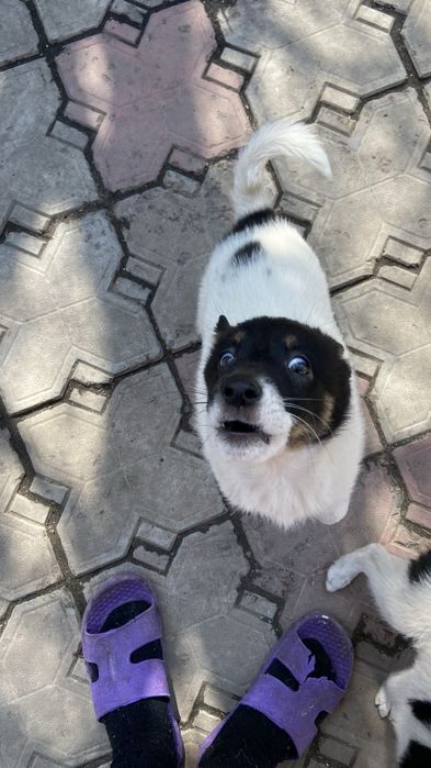 Отдам умного щенка