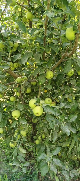 Олма сотилади голдин