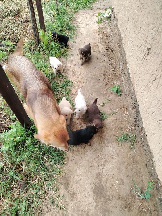 Щенки дарю кому надо