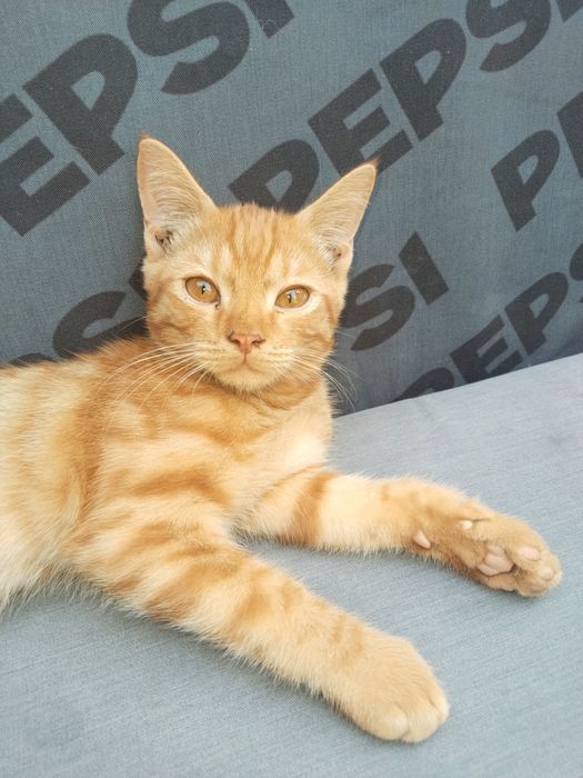 Котенок домашний ласковый с комплектом