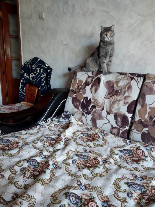 Отдам кошечку в добрые руки