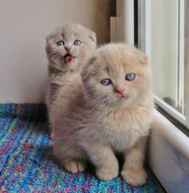 Вислоухий котенок