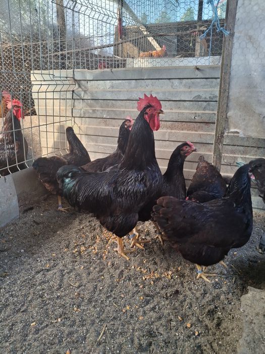 Ouă pentru incubat.Rhode Island.