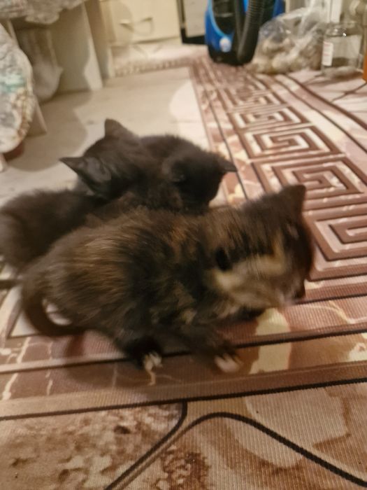 Котята очень милые
