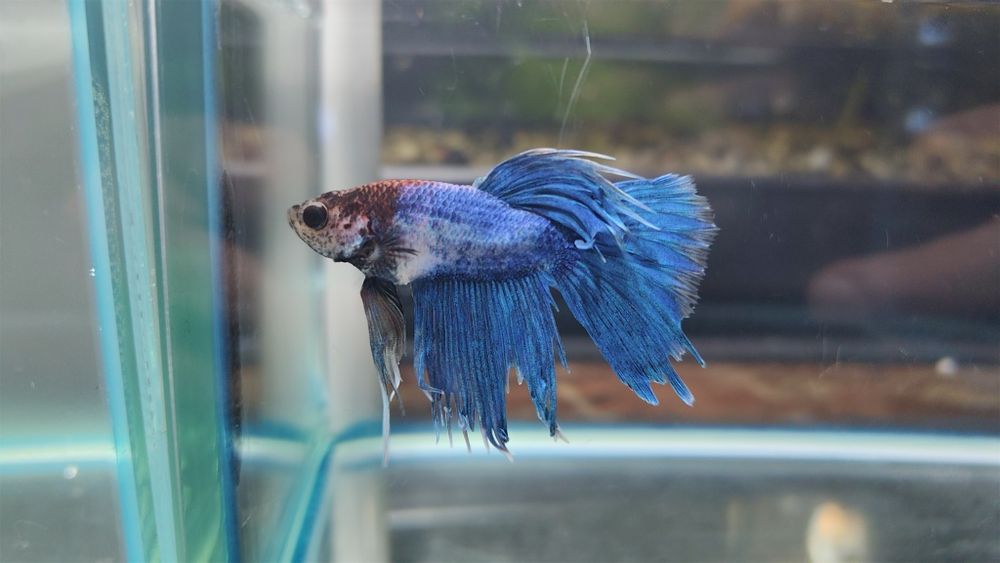 Pesti Betta Splendens Halfmoon Samurai Combtail Acvariu Masculi Femele