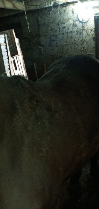Продаётся лошадь 100дней на корме стоит