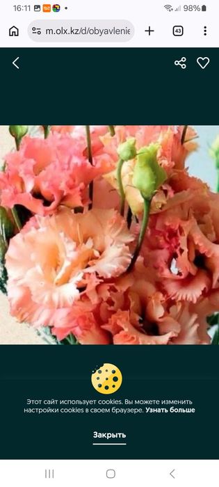 Рассада Эустомы / цветы / декор / сад