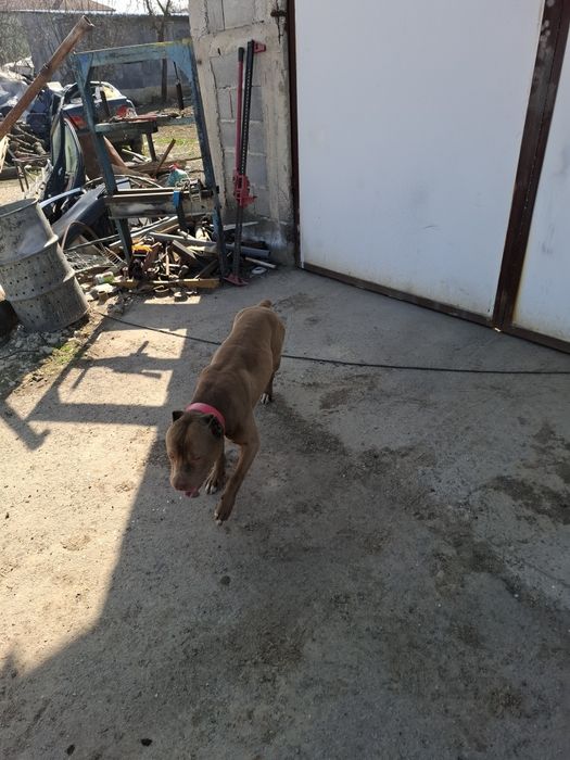 Стафорчески  териер