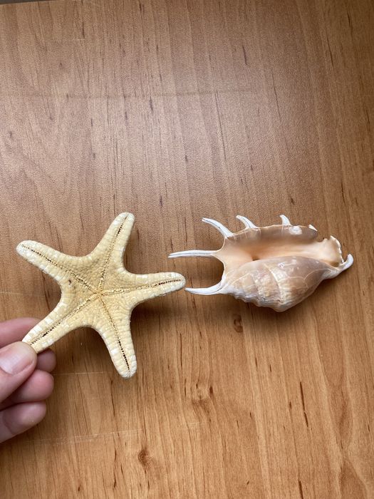 Морска звезда и Рапан