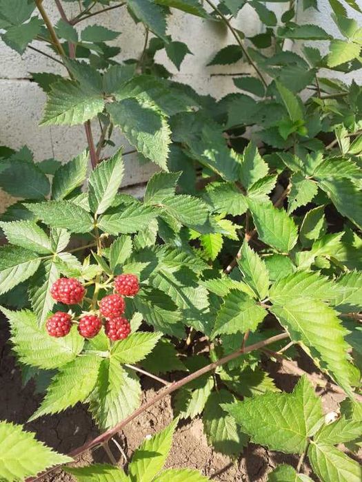 Мини джуджевидна  Малина , Къпина и жълта Малина