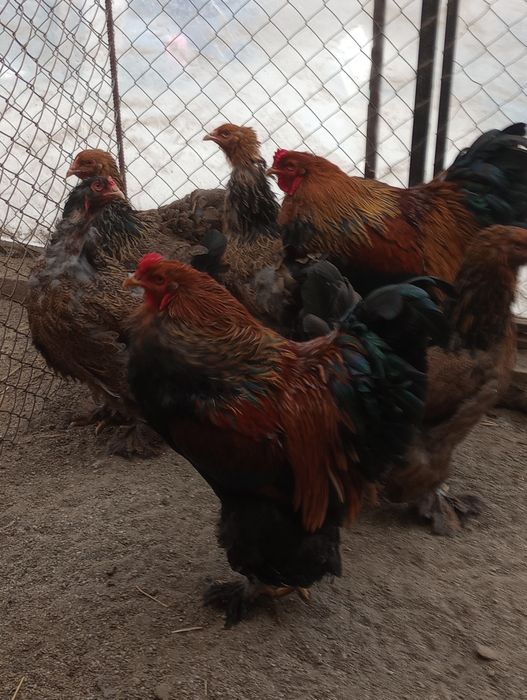 Vind Brahma Poternichiu