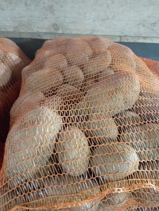 Cartof consum in saci de 25 kg