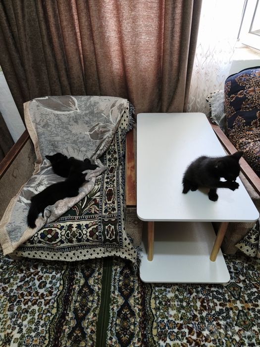 Котята (mushukchalar)