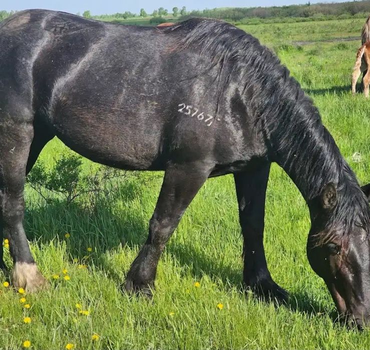 Поиски Кобылы и жеребята
