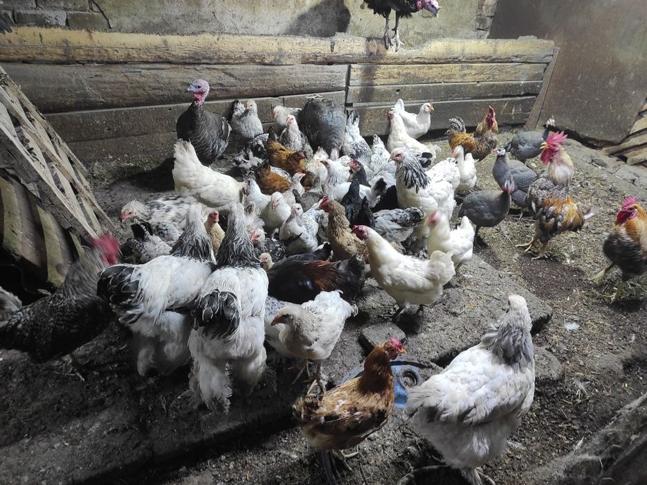 Үй тауықтарын сатам өздері басады