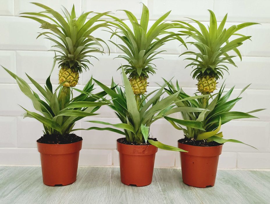 Plante tropicale perene