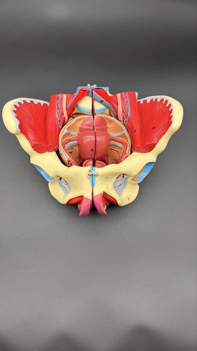 .Anotomik mulyaj maket modeli. Анотомические муляжи модели макеты
