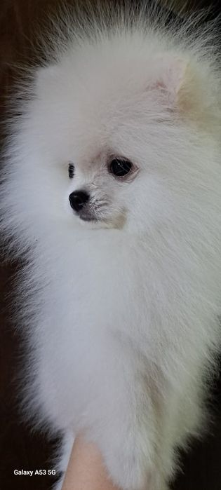 Продаём шпица мальчик.