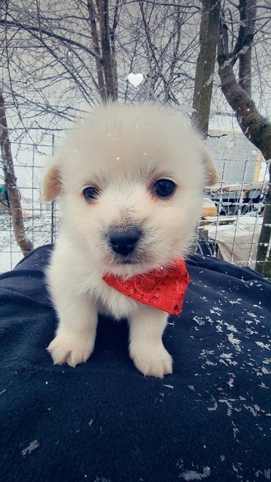 Bichon havanez fetita și baiat