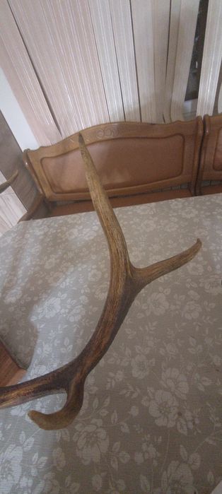 Рога натуральные Елик Себирская косуля