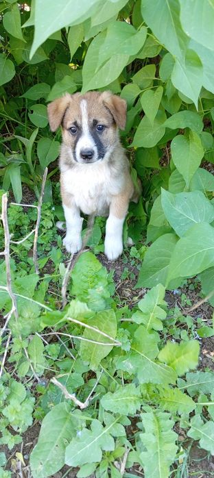 Щенки 2 месячные. Kuchukchalar