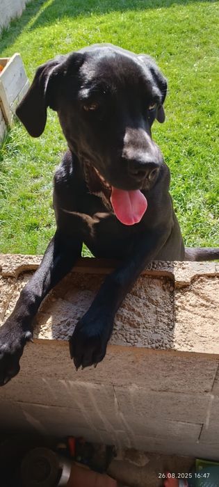 Donez metis Cane Corso