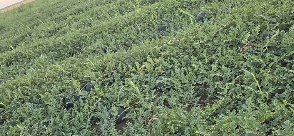 Vând Pepeni baroneasa