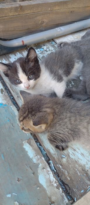 Отдам котят в добрые руки