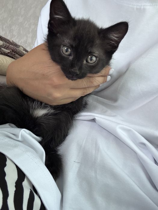 Отдам котенка. Мальчик