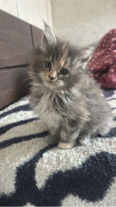 Котята мейнкуны девочка!