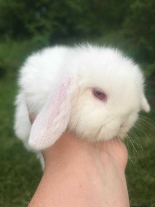 Iepurasi pitici pt copii, berbec german - mini lop