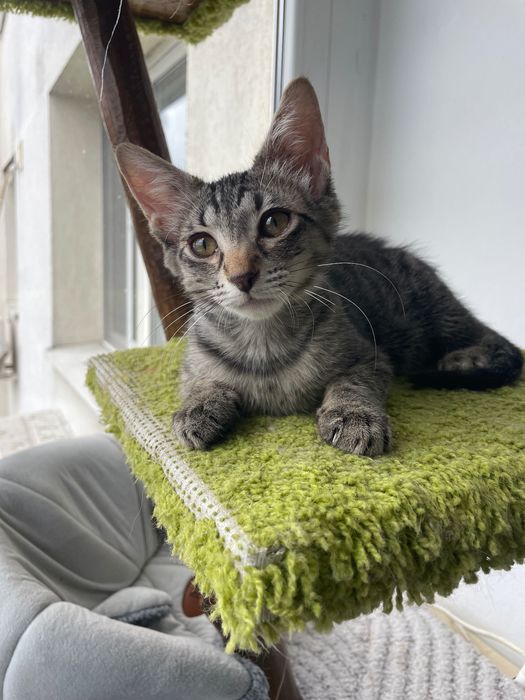 Adoptie pisici Bucuresti