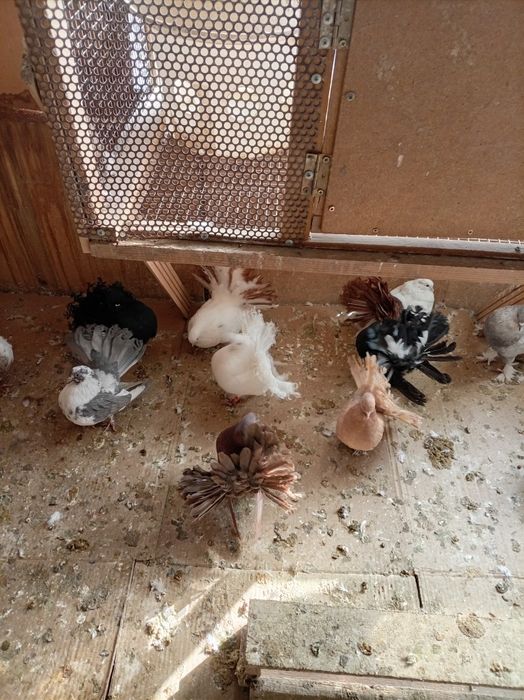 Голуби павлины кептер