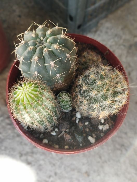 Кактусы и сукулнты